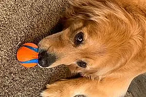 Golden Retriever Dog Dexter