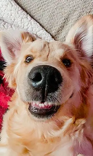 Golden Retriever Dog Coors