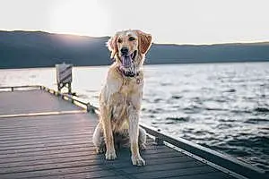 Golden Retriever Dog Sadie