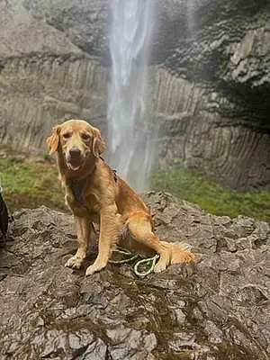 Golden Retriever Dog Symba