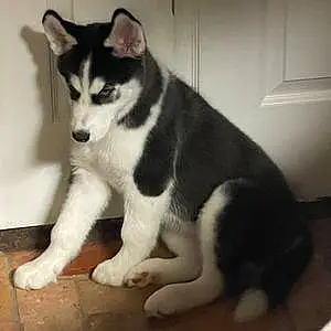 Name Husky Dog Sasha