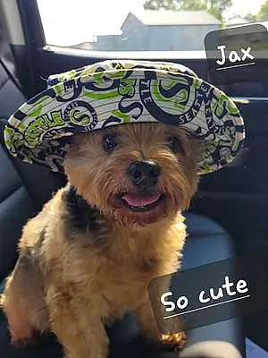 Name Yorkshire Terrier Dog Jax