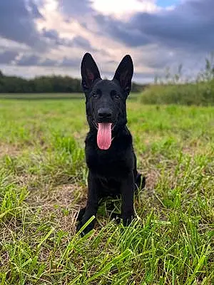Name German Shepherd Dog Clyde