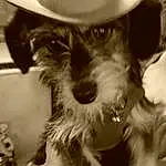 Dog, Hat, Dog breed, Fedora, Carnivore, Ear, Sun Hat, Style, Headgear, Companion dog, Working Animal, Snout, Black & White, Monochrome, Furry friends, Canidae, Event, Toy Dog, Fashion Accessory