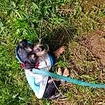 Plant, Dog, People In Nature, Carnivore, Dog breed, Grass, Groundcover, Recreation, Terrestrial Plant, Garden Hose, Electric Blue, Companion dog, Soil, Shrub, Canidae, Fun, Terrestrial Animal, Gardening, Slope