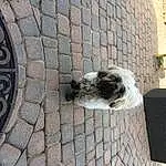 Dog, Carnivore, Building, Dog breed, Grey, Road Surface, House, Brickwork, Companion dog, Wood, Brick, Art, Concrete, Sidewalk, Cobblestone, Circle, Flagstone