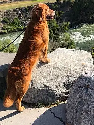 Golden Retriever Dog Scarlet