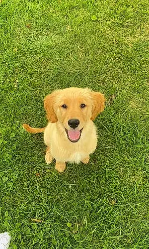 Golden Retriever Dog Zara Jane