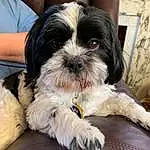 Dog, Dog breed, Carnivore, Liver, Companion dog, Shih Tzu, Toy Dog, Snout, Working Animal, Comfort, Canidae, Dog Supply, Furry friends, Shih-poo, Maltepoo, Mal-shi, Terrier, Puppy, Non-sporting Group