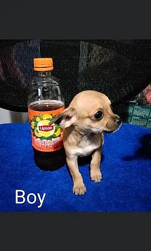 Name Chihuahua Dog Jax