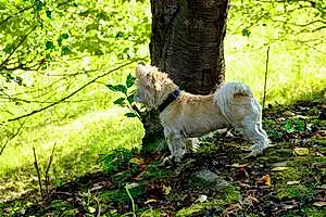 Name Cairn Terrier Dog Rocky