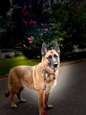 Name German Shepherd Dog Jax