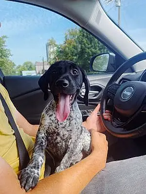 Name German shorthaired pointer Dog Gus