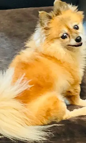 Name Pomeranian Dog Foxy