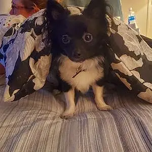 Name Chihuahua Dog Otto