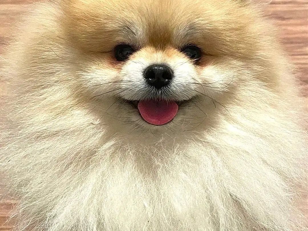 Head, Dog, Dog breed, Carnivore, Iris, Companion dog, Fawn, Whiskers, German Spitz, Spitz, Smile, Snout, Working Animal, Toy Dog, German Spitz Klein, Furry friends, Wood, Canidae, Volpino Italiano