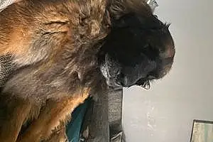 Name Leonberger Dog Tessa