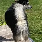 Dog, Dog breed, Carnivore, Plant, Snout, Tail, Companion dog, Working Animal, Pack Animal, Terrestrial Animal, Canidae, Furry friends, Herding Dog, Grass, Sighthound, Working Dog, Wood