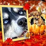 Dog, Carnivore, Dog breed, Orange, Picture Frame, Fawn, Companion dog, Snout, Dog Supply, Rectangle, Photo Caption, Art, Collage, Canidae, Square, Dog Collar, Furry friends, Toy Dog, Whiskers, Flower