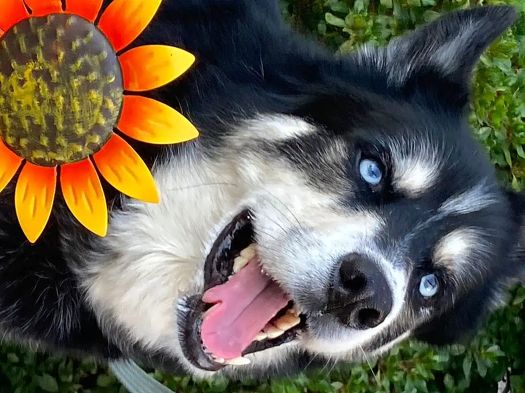 Dog, Dog breed, Carnivore, Flower, Companion dog, Snout, Petal, Dog Supply, Art, Grass, Furry friends, Whiskers, Herding Dog, Annual Plant, Plant, Working Dog, Canidae, Working Animal, Sunflower