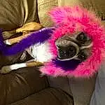 Dog breed, Purple, Dog, Carnivore, Toy, Companion dog, Fawn, Dog Clothes, Magenta, Stuffed Toy, Snout, Audio Equipment, Fur Clothing, Plush, Costume Hat, Canidae, Furry friends, Toy Dog, Feather