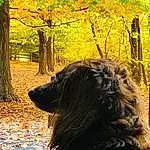 Dog, Plant, Tree, Carnivore, Branch, Wood, Dog breed, Yellow, People In Nature, Grass, Fawn, Trunk, Woody Plant, Natural Landscape, Companion dog, Tints And Shades, Liver, Twig, Forest, Deciduous