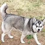 Dog, Dog breed, Carnivore, Sled Dog, Snout, Grass, Terrestrial Animal, Siberian Husky, Canidae, Companion dog, Working Dog, Wolf, Sulimov Dog, Working Animal, Tail, Ancient Dog Breeds, Non-sporting Group, Canis