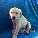 Dog, Dog breed, Carnivore, Sleeve, Fawn, Companion dog, Snout, Tail, Paw, Canidae, Puppy love, Happy, Pet Supply, Working Animal, Labrador Retriever, Street dog, Cloud, Retriever, Non-sporting Group