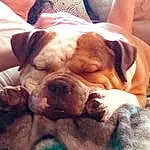Dog, Dog breed, Carnivore, Bulldog, Companion dog, Fawn, Wrinkle, Snout, Working Animal, Whiskers, Canidae, Comfort, Furry friends, Nap, Molosser, Giant Dog Breed, Puppy love, Toy Dog, Working Dog
