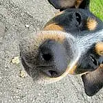 Dog, Dog breed, Carnivore, Whiskers, Fawn, Companion dog, Working Animal, Snout, Terrestrial Animal, Canidae, Plant, Pet Supply, Paw, Dog Supply, Hound, Street dog, Road Surface, Liver