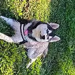 Dog, Plant, Carnivore, Dog breed, Grass, Companion dog, Collar, Tail, Sled Dog, Pet Supply, Tree, Dog Supply, Canidae, Furry friends, Working Dog, Canis, Non-sporting Group, Ancient Dog Breeds, Miniature Siberian Husky