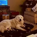 Dog, Dog breed, Carnivore, Couch, Television, Companion dog, Lamp, Gas, Comfort, Living Room, Working Animal, Gun Dog, Studio Couch, Metal, Furry friends, Canidae, Room, Chair