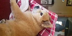 Name Pomeranian Dog Nala