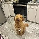 Dog, Water Dog, Kitchen Appliance, Gas Stove, Carnivore, Dog breed, Home Appliance, Cooktop, Kitchen Stove, Fawn, Companion dog, Kitchen, Microwave Oven, Stove, Working Animal, Gas, Poodle, Toy Dog