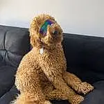 Glasses, Dog, Toy, Dog breed, Water Dog, Carnivore, Companion dog, Teddy Bear, Couch, Fawn, Poodle, Working Animal, Snout, Stuffed Toy, Canidae, Plush, Sunglasses, Furry friends, Labradoodle