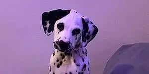 Name Dalmatian Dog Mylo