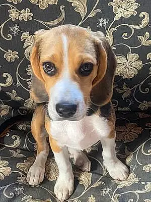 Name Beagle Dog Nyla
