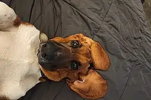 Name Basset Hound Dog Yogi