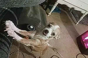 Name Chihuahua Dog Tootsie