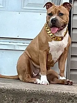 Name Pitt Bull Terrier Dog Nala