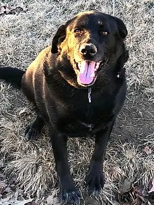 Name Labrador Retriever Dog Ellie