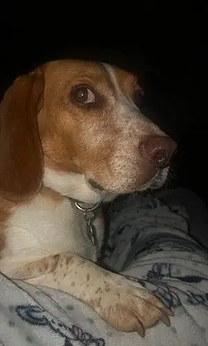 Name Beagle Dog Fred