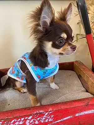 Name Chihuahua Dog Banjo