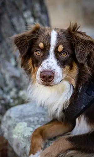 Name Australian Shepherd Dog Prince