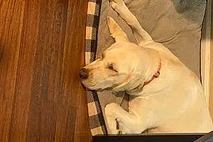 Name Labrador Retriever Dog Dolly