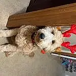 Dog, Dog breed, Carnivore, Companion dog, Fawn, Toy Dog, Snout, Toy, Wood, Stuffed Toy, Dog Supply, Terrier, Working Animal, Canidae, Furry friends, Small Terrier, Labradoodle, Maltepoo