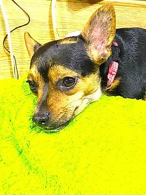 Name Chihuahua Dog Ellie