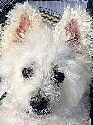 Name West Highland White Terrier Dog Ivy