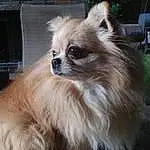Dog, Dog breed, Carnivore, Liver, Companion dog, Fawn, Snout, German Spitz, Plant, Furry friends, Working Animal, Spitz, Canidae, Whiskers, Collar, Dog Collar, Claw, Giant Dog Breed, Terrier