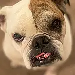 Head, Dog, Carnivore, Human Body, Dog breed, Ear, Whiskers, Fawn, Companion dog, Wrinkle, Bulldog, Snout, Toy Dog, Plant, Boxer, Dog Collar, Close-up, Furry friends, Terrestrial Animal